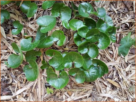 Asarum europaeum | Mansoor, Hazelwortel, Wilde gember | Gew&ouml;hnliche Haselwurz