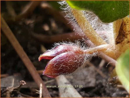 Asarum europaeum | Mansoor, Hazelwortel, Wilde gember | Gew&ouml;hnliche Haselwurz