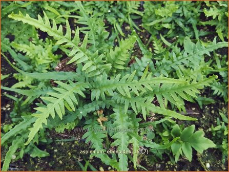 Asplenium ebenoides | Streepvaren | Streifenfarn