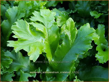 Asplenium scolopendrium &#039;Cristatum&#039; | Tongvaren, Streepvaren | Hirschzungenfarn