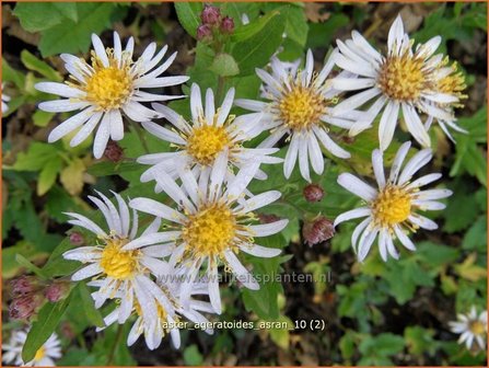 Aster ageratoides &#039;Asran&#039; | Aster | Ageratum-&auml;hnliche Aster