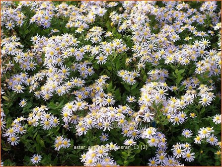 Aster ageratoides &#039;Asran&#039; | Aster | Ageratum-&auml;hnliche Aster