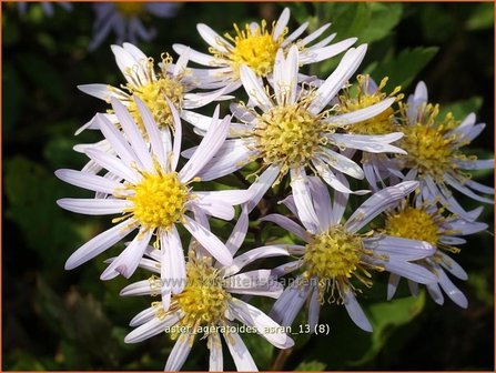 Aster ageratoides &#039;Asran&#039; | Aster | Ageratum-&auml;hnliche Aster