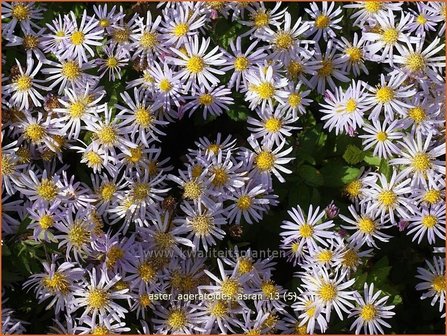 Aster ageratoides &#039;Asran&#039; | Aster | Ageratum-&auml;hnliche Aster