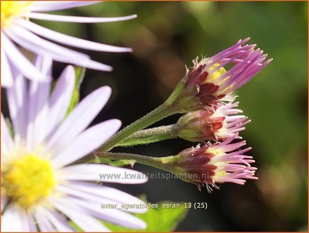 Aster ageratoides &#039;Asran&#039; | Aster | Ageratum-&auml;hnliche Aster