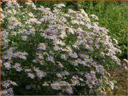 Aster ageratoides &#039;Asran&#039; | Aster | Ageratum-&auml;hnliche Aster