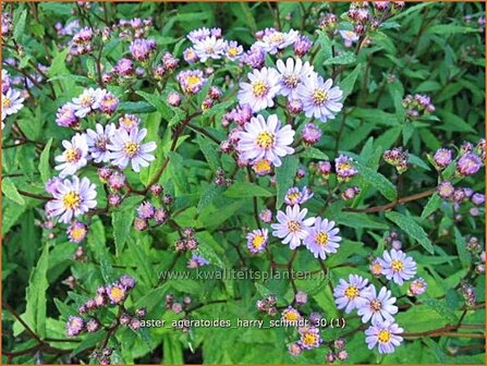 Aster ageratoides 'Harry Schmidt' | Aster