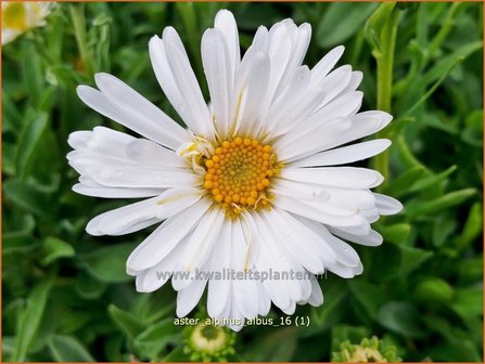 Aster alpinus &#039;Albus&#039; | Alpenaster, Aster | Alpenaster