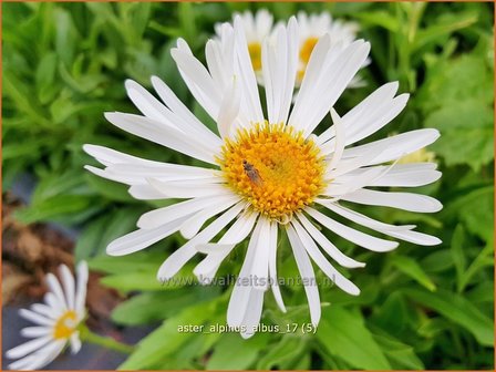 Aster alpinus &#039;Albus&#039; | Alpenaster, Aster | Alpenaster