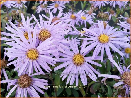 Aster amellus &#039;Silbersee&#039; | Bergaster, Aster | Bergaster