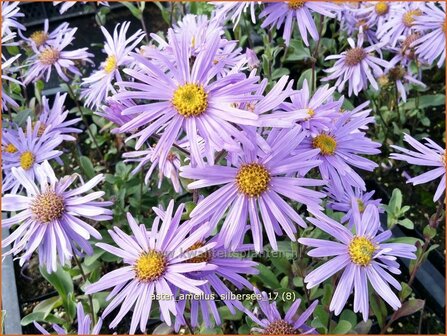 Aster amellus &#039;Silbersee&#039; | Bergaster, Aster | Bergaster