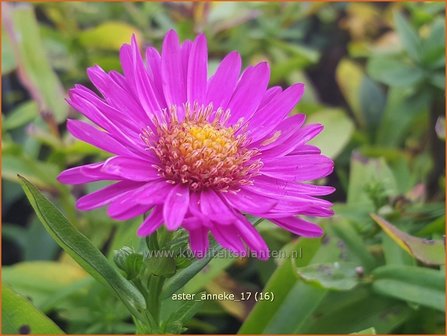Aster 'Anneke' | Aster | Aster