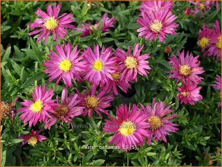 Aster &#039;Bahamas&#039; | Aster | Aster