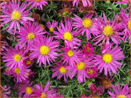 Aster &#039;Bahamas&#039; | Aster | Aster