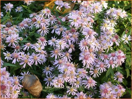 Aster 'Coombe Fishacre' | Aster | Aster