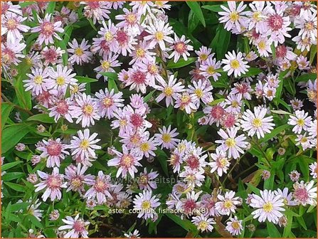 Aster 'Coombe Fishacre' | Aster | Aster