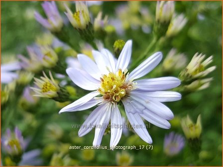 Aster cordifolius &#039;Photograph&#039; | Hartbladaster, Aster | Herzbl&auml;ttrige Schleier-Aster