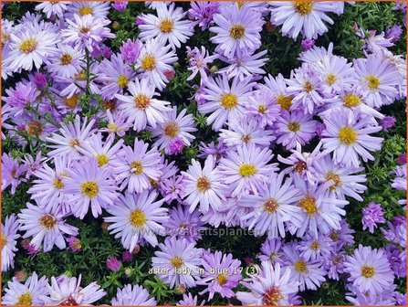 Aster 'Lady in Blue' | Aster | Aster