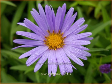 Aster &#039;Mittelmeer&#039; | Aster | Aster