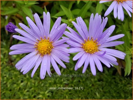 Aster &#039;Mittelmeer&#039; | Aster | Aster