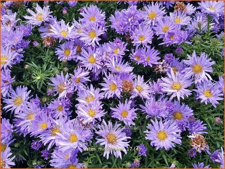 Aster &#039;Mittelmeer&#039; | Aster | Aster