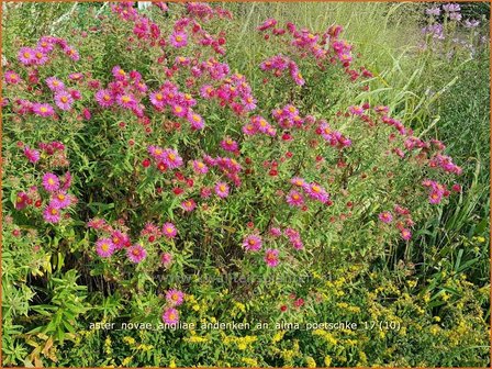 Aster novae-angliae &#039;Andenken an Alma P&ouml;tschke&#039; | Nieuw-Engelse aster, Herfstaster, Aster | Raublatt-Aster