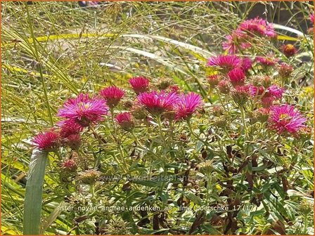 Aster novae-angliae &#039;Andenken an Alma P&ouml;tschke&#039; | Nieuw-Engelse aster, Herfstaster, Aster | Raublatt-Aster