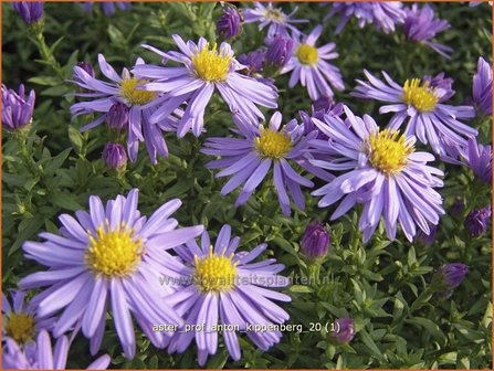 Aster &#039;Prof. Anton Kippenberg&#039; | Aster | Aster