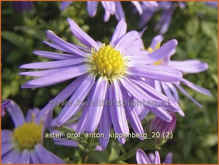 Aster &#039;Prof. Anton Kippenberg&#039; | Aster | Aster