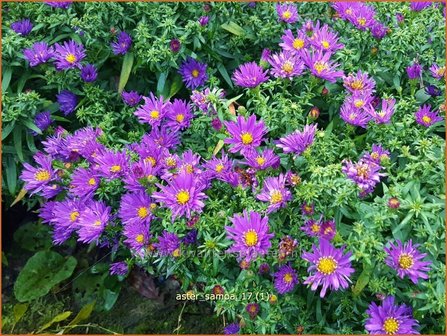 Aster &#039;Samoa&#039; | Aster | Aster