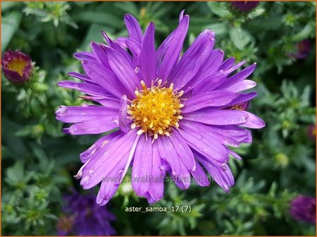 Aster &#039;Samoa&#039; | Aster | Aster
