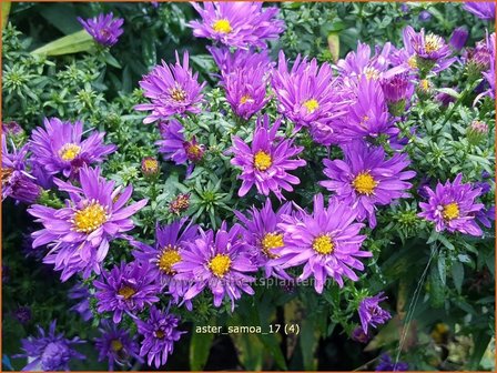 Aster &#039;Samoa&#039; | Aster | Aster