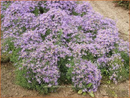 Aster sedifolius &#039;Nanus&#039; | Aster | &Ouml;dland-Aster