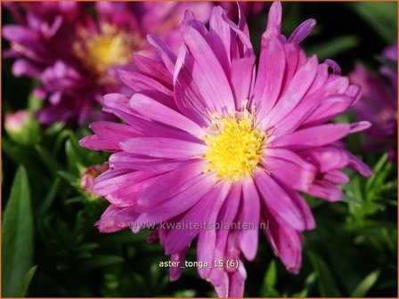 Aster &#039;Tonga&#039; | Aster | Aster