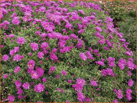 Aster &#039;Tonga&#039; | Aster | Aster