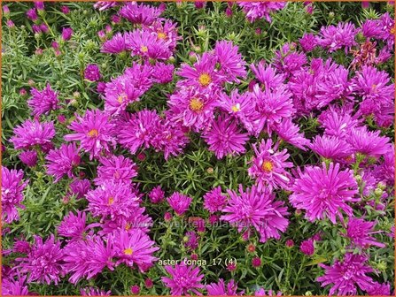 Aster &#039;Tonga&#039; | Aster | Aster