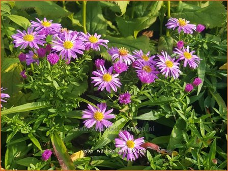 Aster 'Wachsenburg' | Aster | Aster