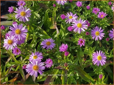 Aster 'Wachsenburg' | Aster | Aster