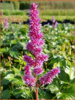 Astilbe chinensis &#039;Vision&#039; | Pluimspirea, Spirea | Chinesische Prachtspiere