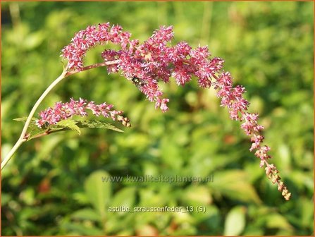 Astilbe &#039;Strau&szlig;enfeder&#039; | Pluimspirea, Spirea | Prachtspiere