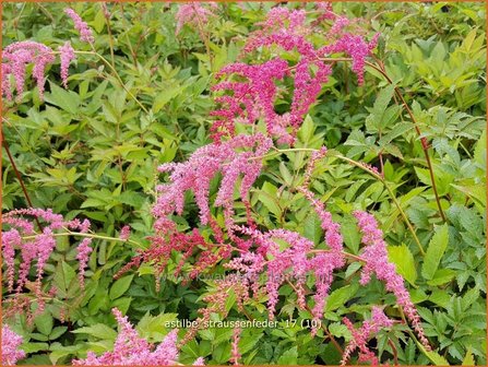 Astilbe &#039;Strau&szlig;enfeder&#039; | Pluimspirea, Spirea | Prachtspiere