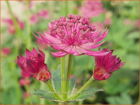 Astrantia major &#039;Milano&#039; | Zeeuws knoopje, Groot sterrenscherm | Gro&szlig;e Sterndolde