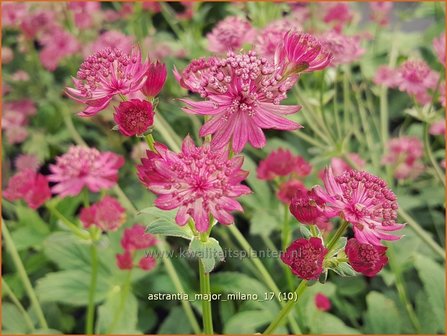 Astrantia major &#039;Milano&#039; | Zeeuws knoopje, Groot sterrenscherm | Gro&szlig;e Sterndolde