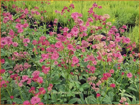 Astrantia major &#039;Milano&#039; | Zeeuws knoopje, Groot sterrenscherm | Gro&szlig;e Sterndolde