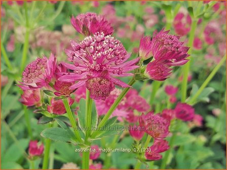 Astrantia major &#039;Milano&#039; | Zeeuws knoopje, Groot sterrenscherm | Gro&szlig;e Sterndolde