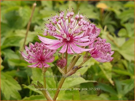 Astrantia major &#039;Sparkling Stars Pink&#039; | Zeeuws knoopje, Groot sterrenscherm | Gro&szlig;e Sterndolde