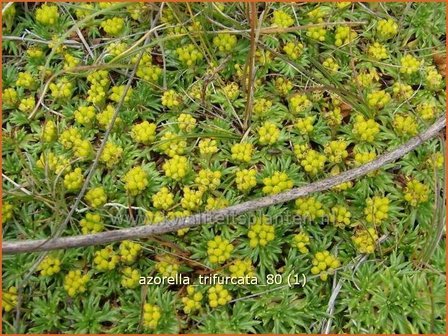 Azorella trifurcata | Andeskruid