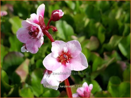 Bergenia &#039;Harzkristall&#039; | Schoenlappersplant, Olifantsoor | Bergenie