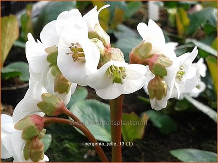 Bergenia &#039;Jelle&#039; | Schoenlappersplant, Olifantsoor | Bergenie