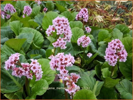 Bergenia &#039;Memelinks Pride&#039; | Schoenlappersplant, Olifantsoor | Bergenie